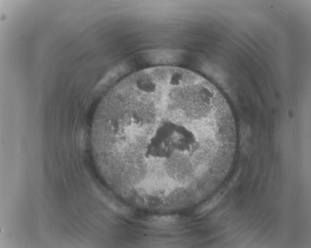 X0000065960161200603172033