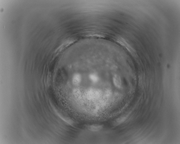 X0000065960165200603172033