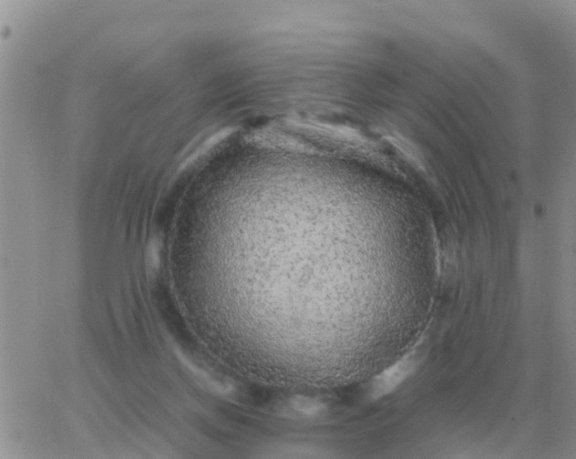 X0000065960166200603172033