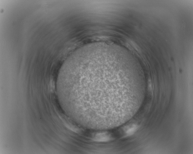 X0000065960173200603172033