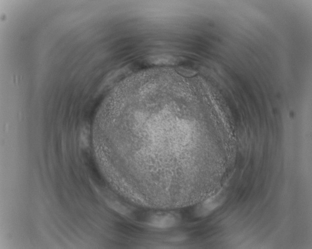 X0000065960175200603172033