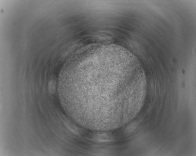 X0000065960177200603172034