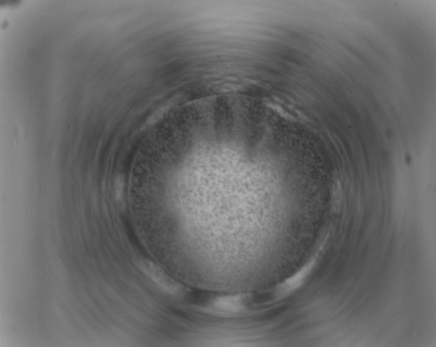 X0000065960178200603172034