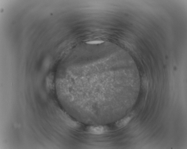 X0000065960181200603172034