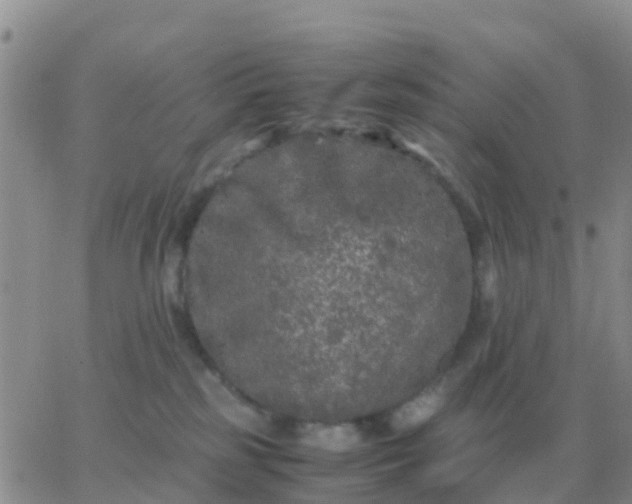 X0000065960185200603172034