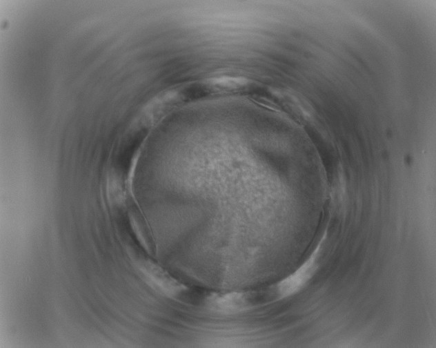 X0000065960186200603172034