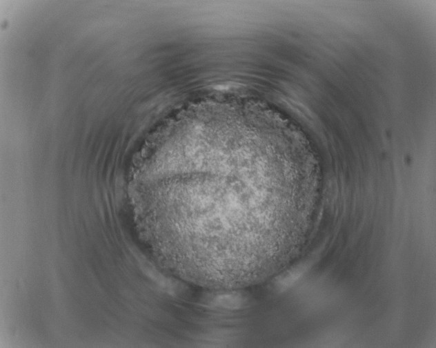 X0000065960189200603172034