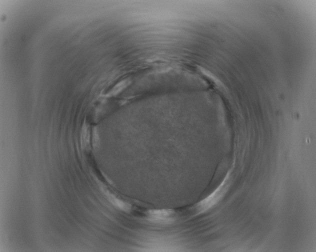 X0000065960192200603172034