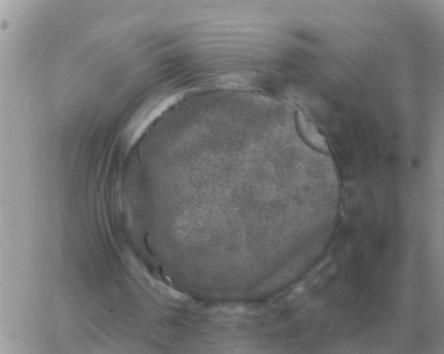 X0000065960194200603172033