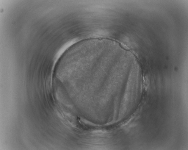 X0000065960196200603172033