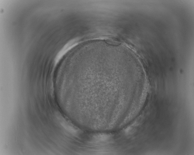 X0000065960198200603172033