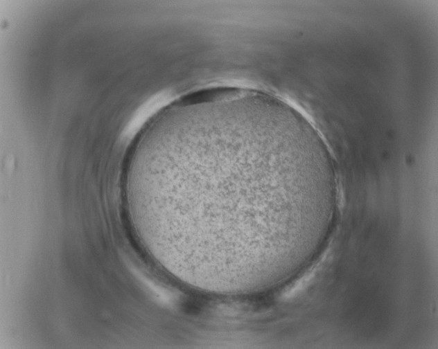 X0000065960199200603172033