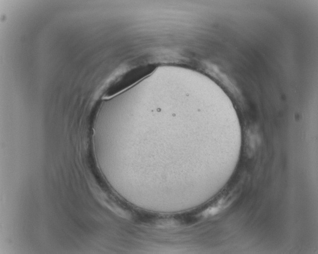 X0000065960203200603172033