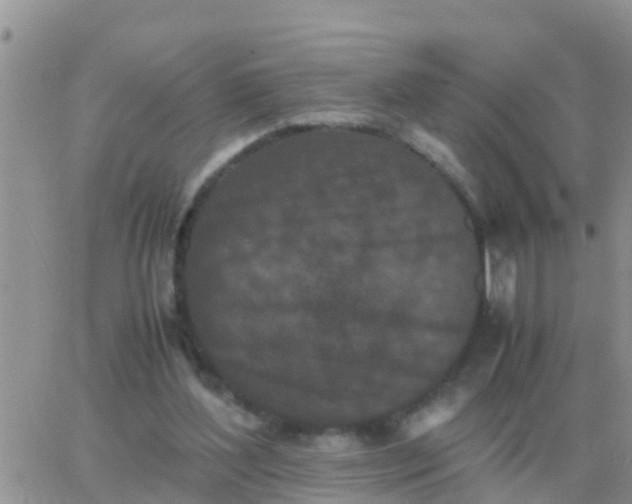 X0000065960204200603172033