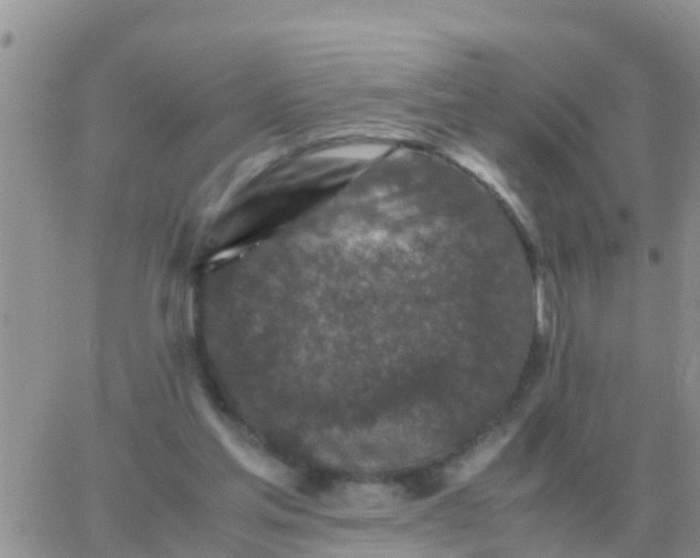 X0000065960205200603172033