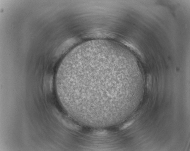 X0000065960206200603172033