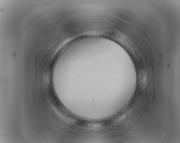 X0000065960208200603172033