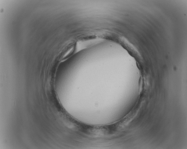 X0000065960209200603172033