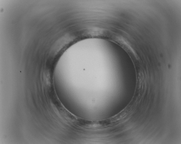 X0000065960212200603172033