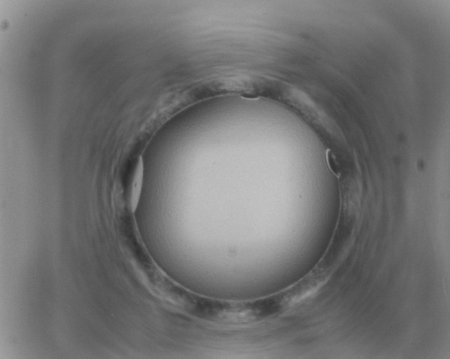 X0000065960213200603172033