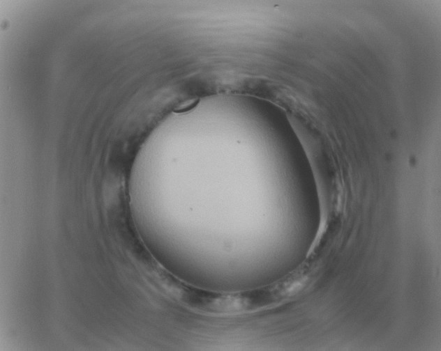 X0000065960225200603172032