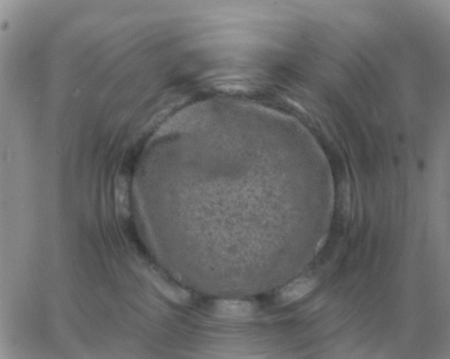 X0000065960234200603172032