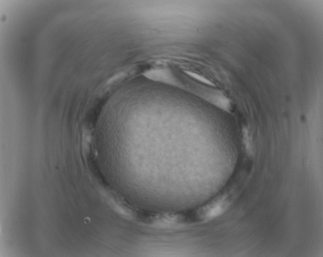 X0000065960235200603172032