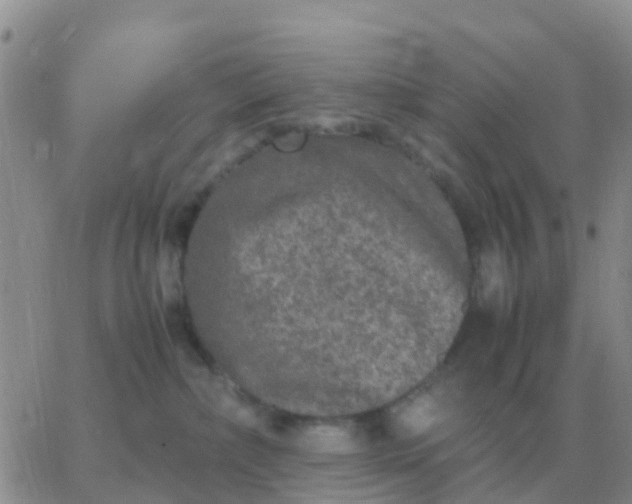 X0000065960236200603172032