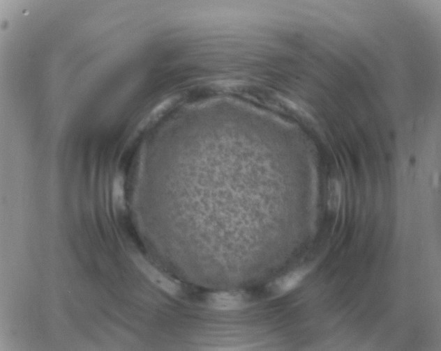 X0000065960238200603172032