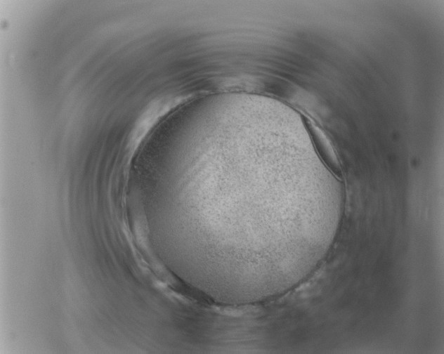 X0000065960241200603172031