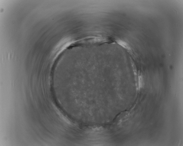 X0000065960243200603172031