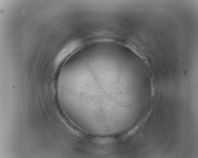 X0000065960245200603172031