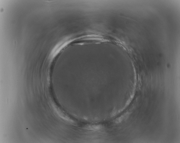 X0000065960247200603172032