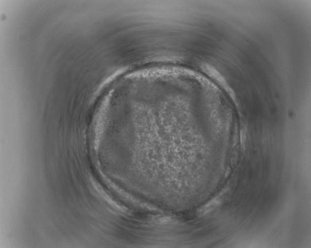 X0000065960249200603172032