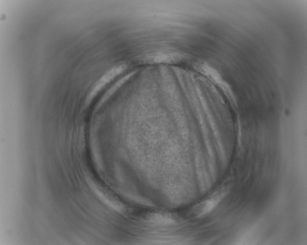 X0000065960250200603172032