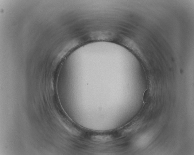 X0000065960251200603172032