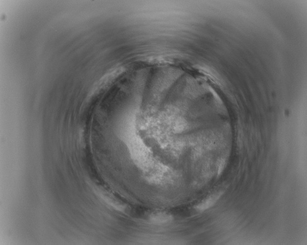 X0000065960258200603172032