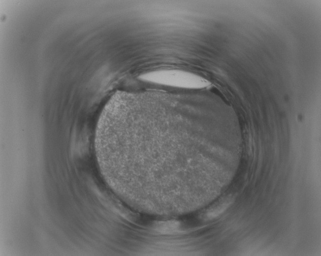 X0000065960266200603172032