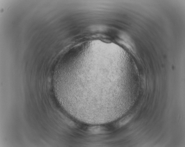 X0000065960269200603172032