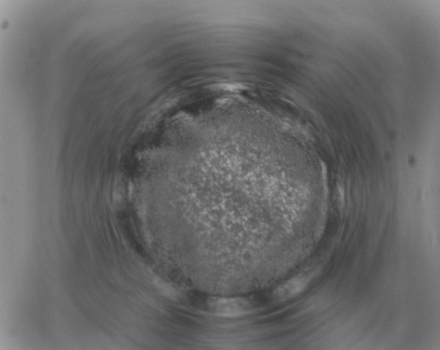 X0000065960277200603172032