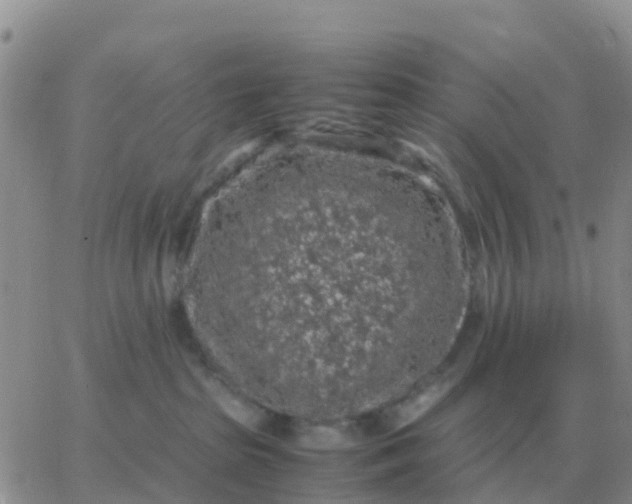 X0000065960285200603172032