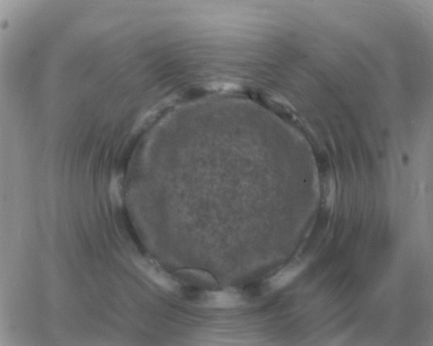 X0000065960286200603172032