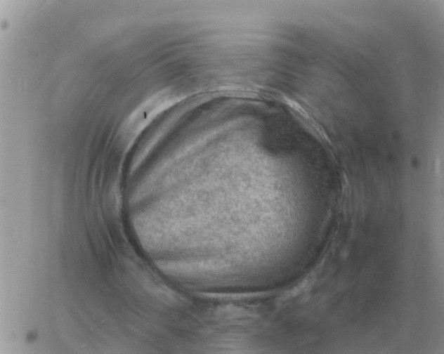 X0000065960290200603172031