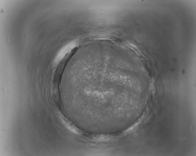 X0000065960293200603172031