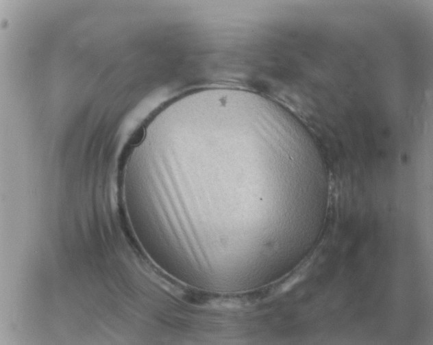 X0000065960294200603172031