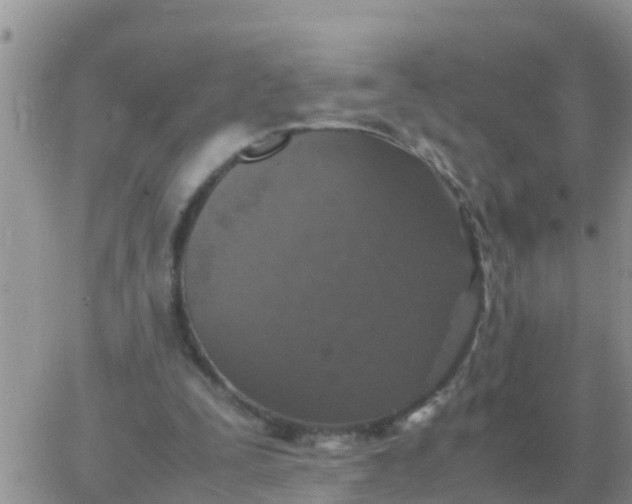 X0000065960295200603172031