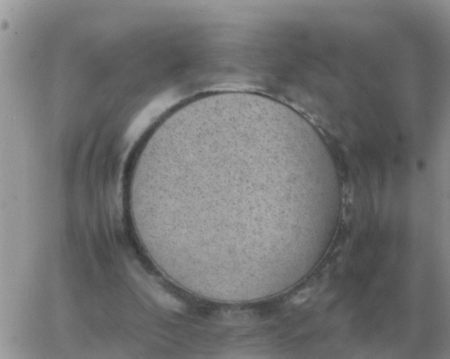 X0000065960296200603172031