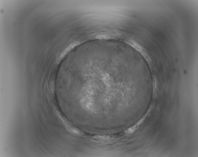 X0000065960297200603172031