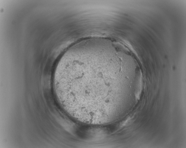 X0000065960299200603172031