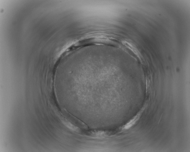 X0000065960301200603172031